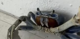 Καβούρι με λεπίδα στη δαγκάνα επιτίθεται σε άνδρα και τον σκύλο του στη Φλόριντα