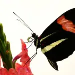 Η μελέτη των πεταλούδων που δεν γερνούν προσφέρει νέα στοιχεία για τη βιολογία της μακροζωίας