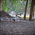 Δεύτερη νεκρή χήνα στο Εθνικό Πάρκο Αθαλάσσας – Υποψία για δεύτερο κρούσμα H5N1