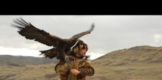 Το πρώτο Open Asian Falconry Cup στο Καζακστάν αναδεικνύει την αρχέγονη κυνηγετική κληρονομιά